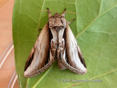 lesser swallow prominent (Pheosia gnoma) Kenneth Noble